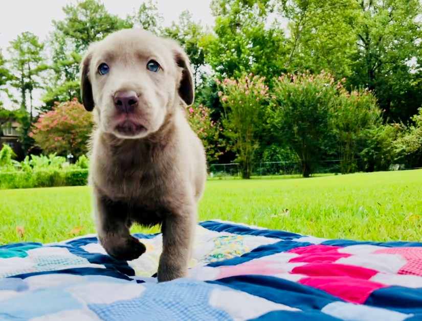 Puppy London running