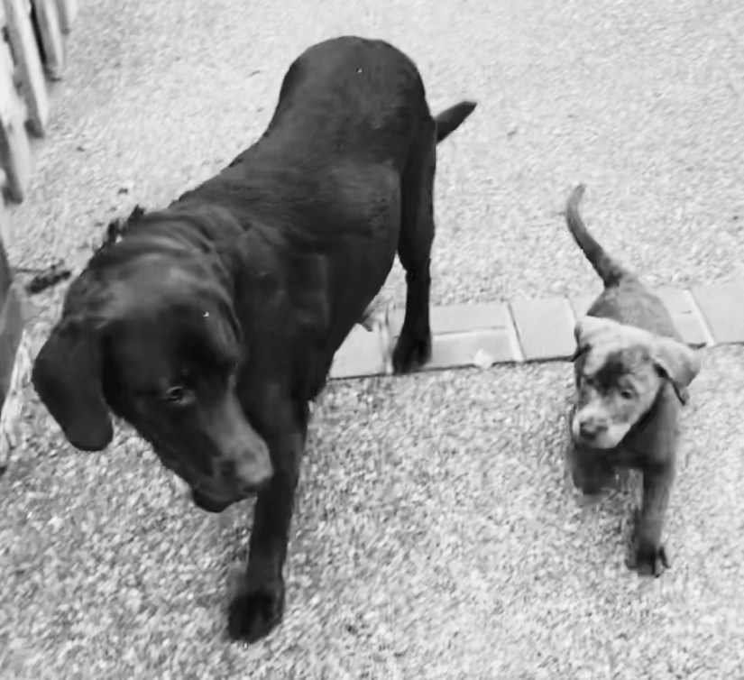 Puppy Millie and Tex