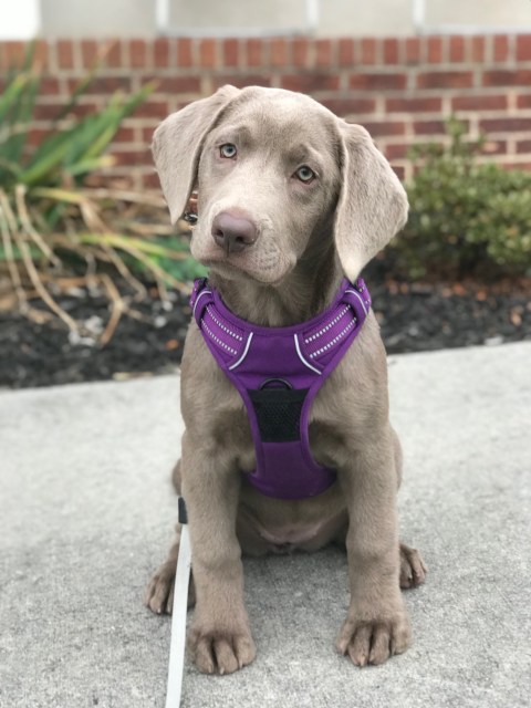 Puppy London on leash