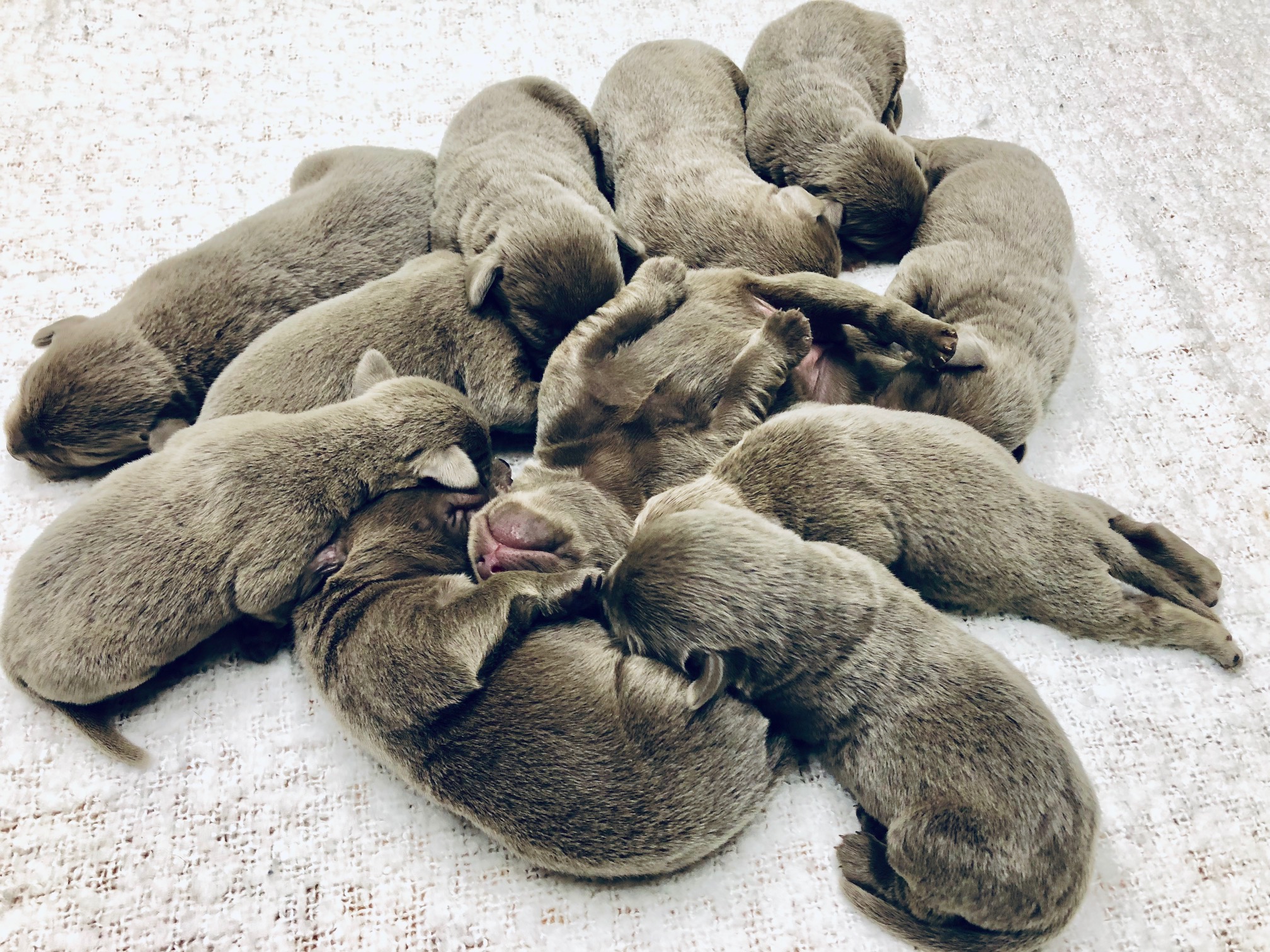 All Star Silver Labs – Raising vibrant labs for loving families